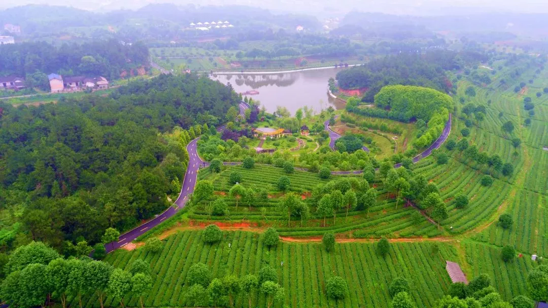 湘豐茶業莊園—百茶園.png