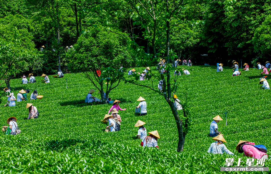 湘豐茶業集團歐盟有機和雨林雙認證的標準化示范茶園。